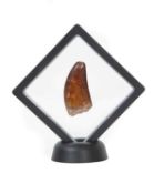 A FOSSILISED EXTINCT CARCHARODONTOSAURUS 