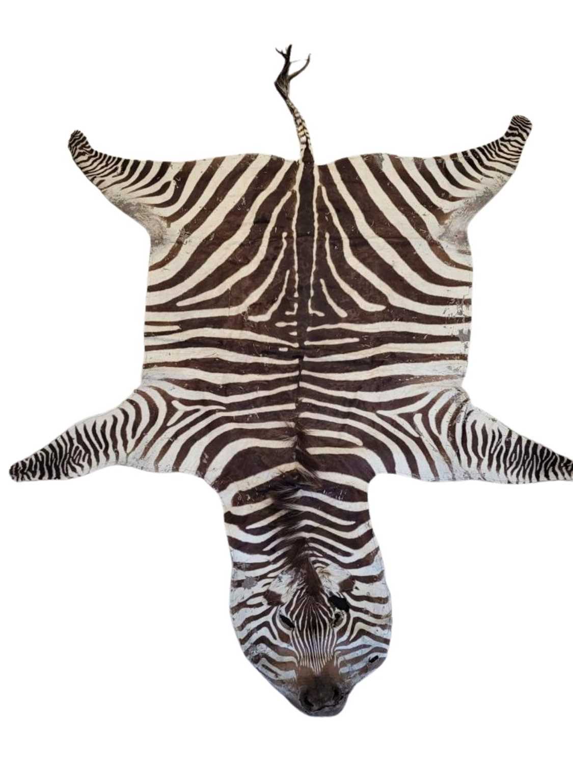 A LARGE ZEBRA (EQUUS QUAGGA) FLAT SKIN RUG - Image 3 of 3