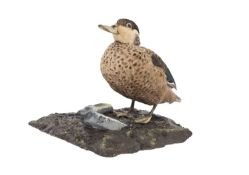 A TAXIDERMY HOTTENTOT TEAL (SPATULA HOTTENTOTA)
