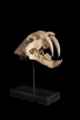 A REPLICA OF AN EXTINCT SABRE TOOTHED CAT SKULL