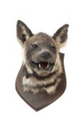 A TAXIDERMY HYENA HEAD ON SHIELD