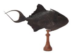 A TAXIDERMY VAMPIRE TRIGGER FISH