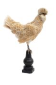 A TAXIDERMY FULL MOUNT CHICKEN (GALLUS GALLUS DOMESTICUS)