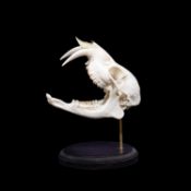 THE SKULL OF A CHINESE WATER DEER (HYDROPOTES INERMIS)