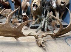 A FINE CAST OF A MASSIVE SET OF EXTINCT IRISH ELK ANTLERS BY SIMON 'THE STUFFA' WILSON