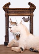 A TAXIDERMY FULL MOUNT 'UNICORN' (EQUUS CABALLUS)