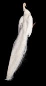 A TAXIDERMY WHITE PEACOCK (PAVO CRISTATUS)