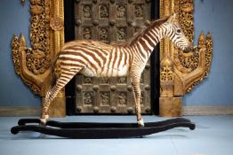 A TAXIDERMY BABY ZEBRA ROCKING HORSE