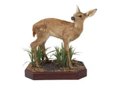 A TAXIDERMY FALLOW DEER (DAMA DAMA) FAWN RESTING ON A BASE