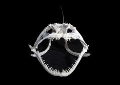 A TAXIDERMY / OSTEOLOGY SEA-DEVIL SKULL