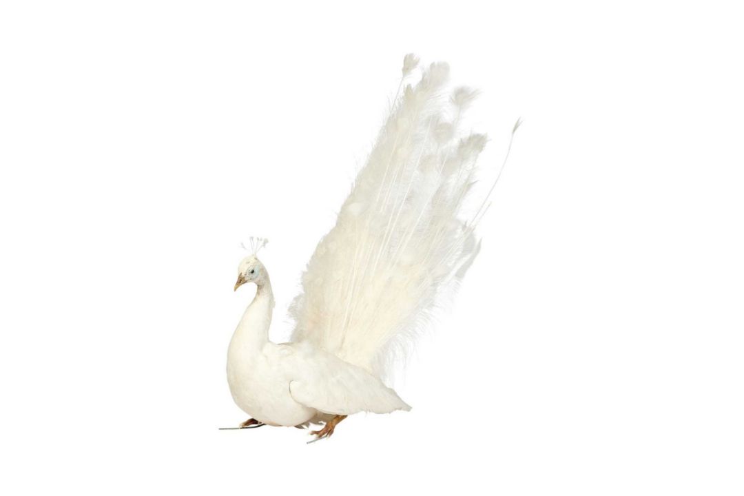 A TAXIDERMY SEATED WHITE PEACOCK (PAVO CRISTATUS) - Image 1 of 2