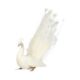 A TAXIDERMY SEATED WHITE PEACOCK (PAVO CRISTATUS) - Image 1 of 2