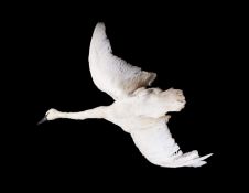 A TAXIDERMY TRUMPETER SWAN IN FLIGHT (CYGNUS BUCCINATOR)