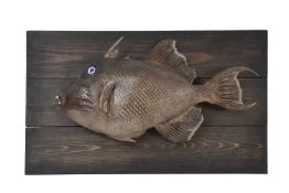 A TAXIDERMY TRIGGERFISH (FAMILY BALISTIDAE).