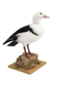 A TAXIDERMY RADJAH SHELDUCK