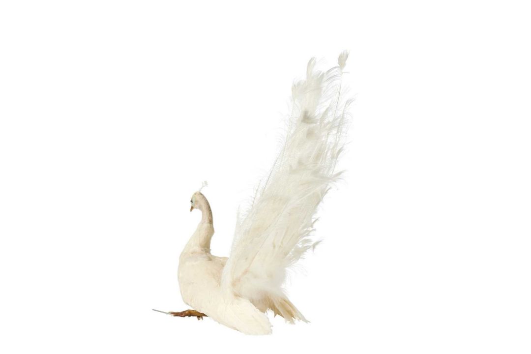 A TAXIDERMY SEATED WHITE PEACOCK (PAVO CRISTATUS) - Image 2 of 2