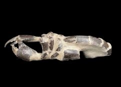 AN EXCEPTIONALLY LARGE FOSSILISED CRAYFISH, 12 MILLION YEARS OLD APPROXIMATELY