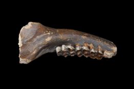 A FOSSILISED LOWER JAW FROM THE EXTINCT IRISH ELK (MEGALOCEROS GIGANTEUS)