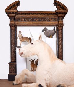 Objects of Wonder: Including Relics of Extinct & Mythical Beasts