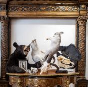A TAXIDERMY STUDY OF A PAIR OF BOXING SCOTTISH MOUNTAIN HARES (LEPUS TIMIDUS)