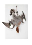 A TAXIDERMY HANGING EURASIAN WIGEON