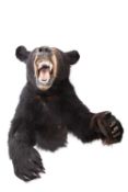 A TAXIDERMY WALL MOUNTED CANADIAN BLACK BEAR (URSUS AMERICANUS)