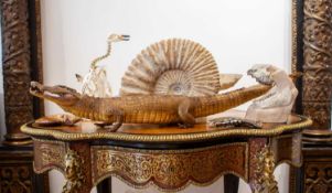 A TAXIDERMY CAIMAN CROCODILE ALLIGATOR