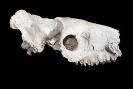 A FOSSILISED EXTINCT OREODONT SKULL, 30 MILLION YEARS OLD