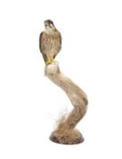 A TAXIDERMY AMERICAN KESTREL (FALCO SPARVERIUS)