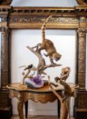 A TAXIDERMY FULL MOUNT STUDY OF A COATI