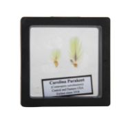 TWO FEATHERS FROM THE EXTINCT CAROLINA PARAKEET