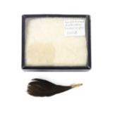 A FEATHER OF THE EXTINCT SOUTH ISLAND KOKAKO (CALLAEAS CINEREA)