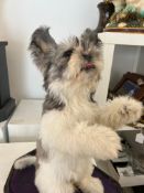 A TAXIDERMY FULL MOUNT SHIH TZU DOG UNDER VICTORIAN GLASS DOME