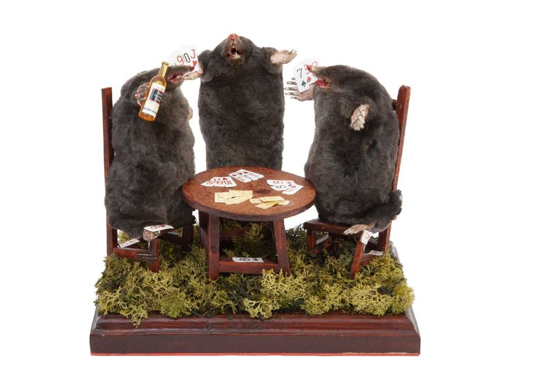 A TAXIDERMY ANTHROPOMORPHIC GROUP OF MOLES PLAYING CARDS - Image 1 of 2