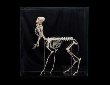 THE SKELETON OF A MINIATURE 'CENTAUR'