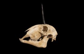 A 'EWENICORN' SKULL