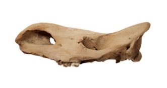 A RARE FOSSILISED EXTINCT WOOLLY RHINOCEROS SKULL (COELODONTA ANTIQUITATIS)