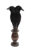 A TAXIDERMY TWO-HEADED CROW