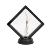 A TAXIDERMY BROWN KIWI (APTERYX SP.) FEATHER