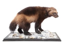 A TAXIDERMY STUDY OF A WOLVERINE (GULO GULO)