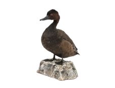 A TAXIDERMY POCHARD