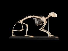 A DOMESTIC CAT SKELETON (FELIS CATUS)