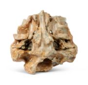 A FOSSILISED SECTION OF CRANIUM FROM THE EXTINCT IRISH ELK (MEGALOCEROS GIGANTEUS)