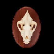 THE SKULL OF A SPOTTED HYENA (CROCUTA CROCUTA)