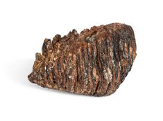 A LARGE FOSSILISED EXTINCT MAMMOTH TOOTH, ICE AGE