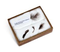 FOUR FEATHERS OF THE EXTINCT SOUTH ISLAND KOKAKO (CALLAEAS CINEREA)