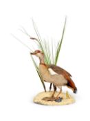 A TAXIDERMY EGYPTIAN GOOSE (ALPOCHEN AEGYPTIACA)