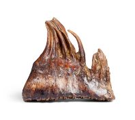 A FOSSILISED EXTINCT MAMMOTH TOOTH, ICE AGE