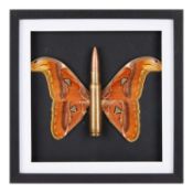 A MEMENTO MORI DEPICTING A GIANT ATLAS MOTH WITH BULLET