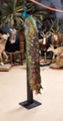 A TAXIDERMY PEACOCK BY SIMON 'THE STUFFA' WILSON